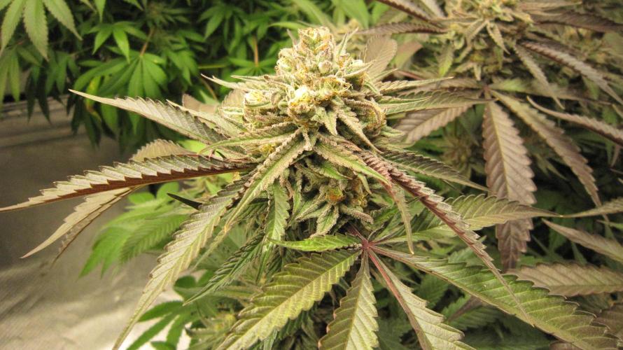 💪🔥⚡ Hulk OG - by IZI. Week 19 - Hulk