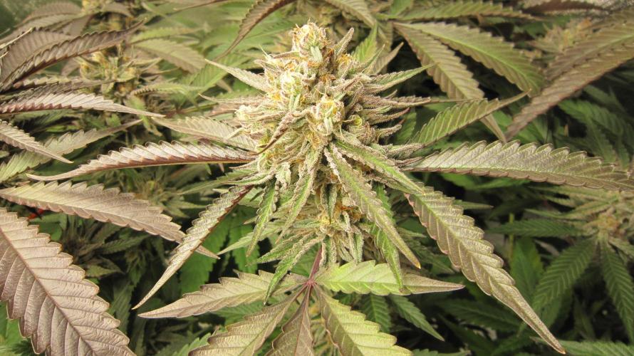 💪🔥⚡ Hulk OG - by IZI. Week 19 - Hulk