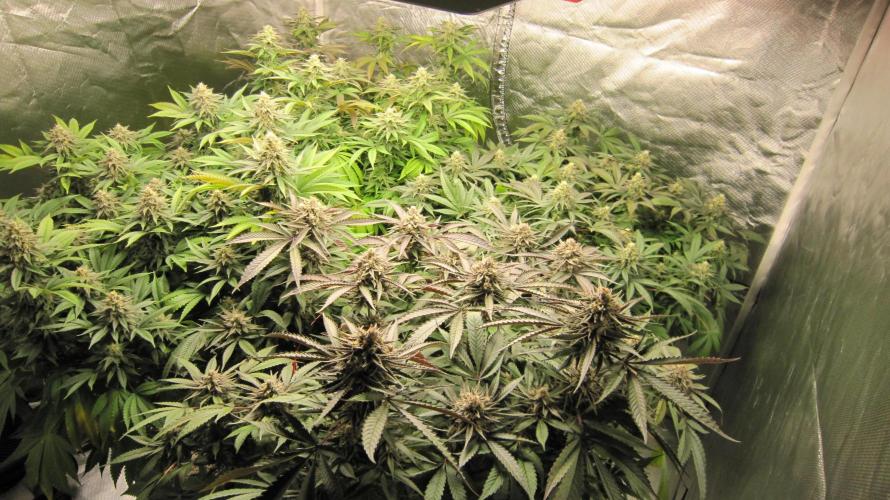 💪🔥⚡ Hulk OG - by IZI. Week 19 - Hulk OG is in the front