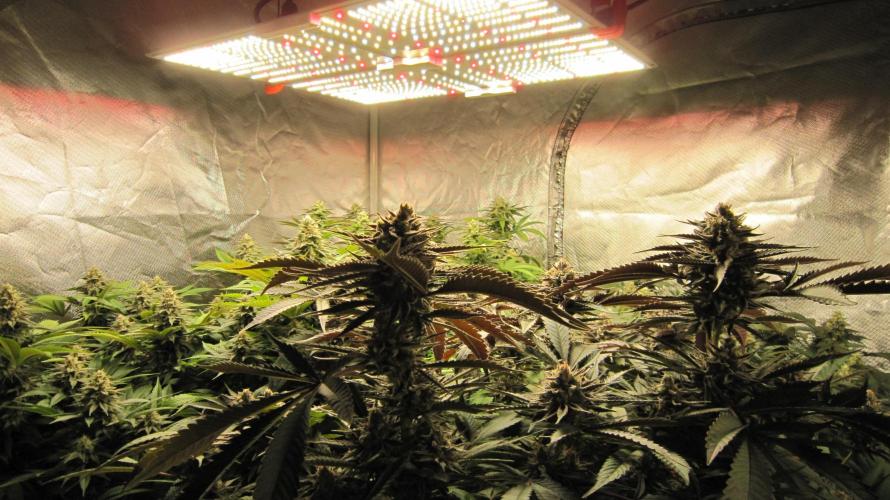 💪🔥⚡ Hulk OG - by IZI. Week 19 - Spider Farmer Light SF-4000