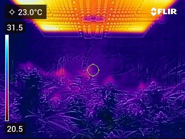 💪🔥⚡ Hulk OG - by IZI. Week 19 - Spider Farmer Light  SF-4000 in thermal.