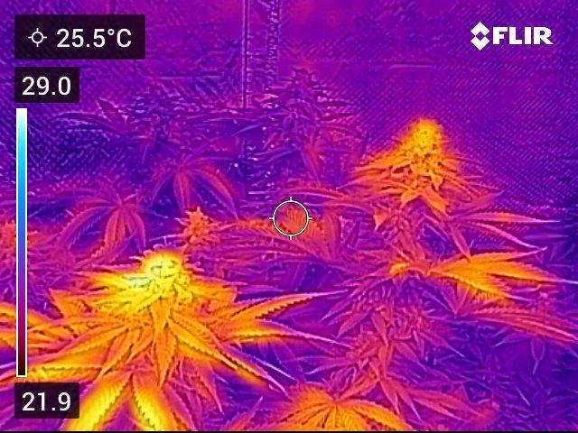 💪🔥⚡ Hulk OG - by IZI. Week 19 - The top buds hold the heat and grow bigger.