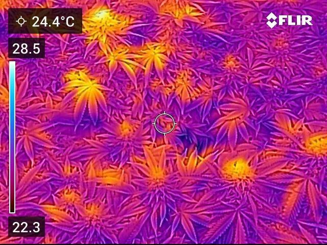 💪🔥⚡ Hulk OG - by IZI. Week 19