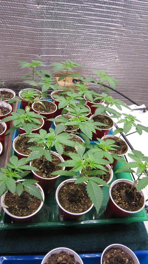 Runtz Mintz Cream by SnowShoe Joe. Week 3 - 16  Regular seedlings.