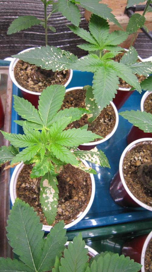 Runtz Mintz Cream by SnowShoe Joe. Week 3 - Oh, No, I burnt the little seedlings trying to get rid of thrips.