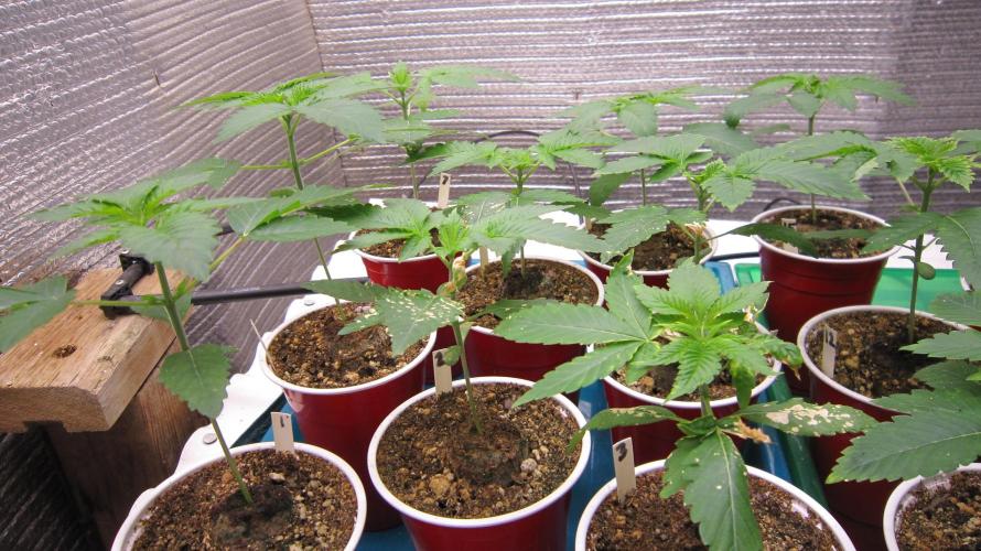 Runtz Mintz Cream by SnowShoe Joe. Week 3 - Plants 1 to 8