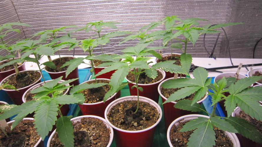 Runtz Mintz Cream by SnowShoe Joe. Week 3 - Plants 9 to 16