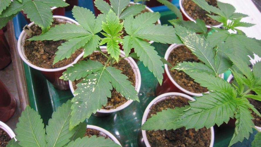 Runtz Mintz Cream by SnowShoe Joe. Week 3 - Felt bad I burnt them.