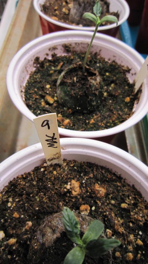 Runtz Mintz Cream by SnowShoe Joe. Week 3 - No 2nd set of leaves on these 2 ???