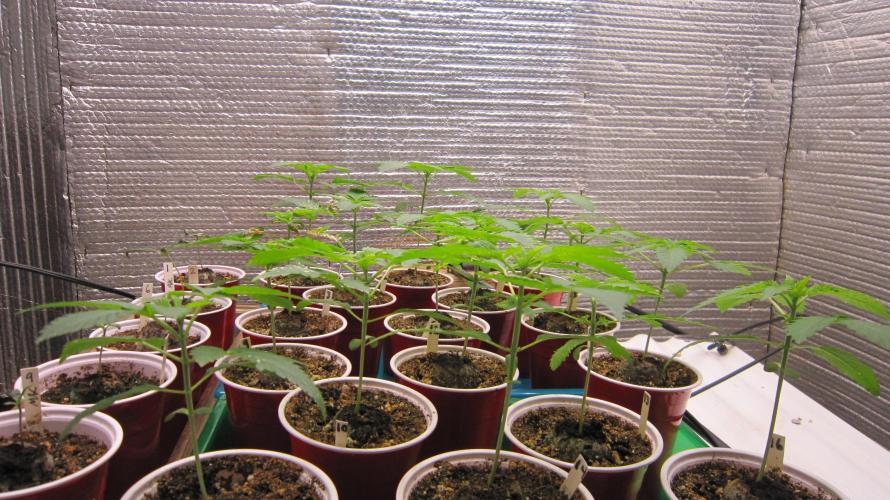 Runtz Mintz Cream by SnowShoe Joe. Week 3 - All about the same height.