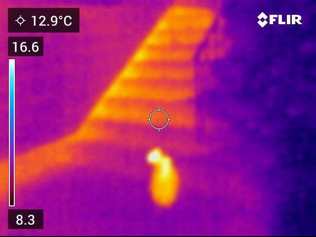 Runtz Mintz Cream by SnowShoe Joe. Week 3 - Our cat by the front stairs.