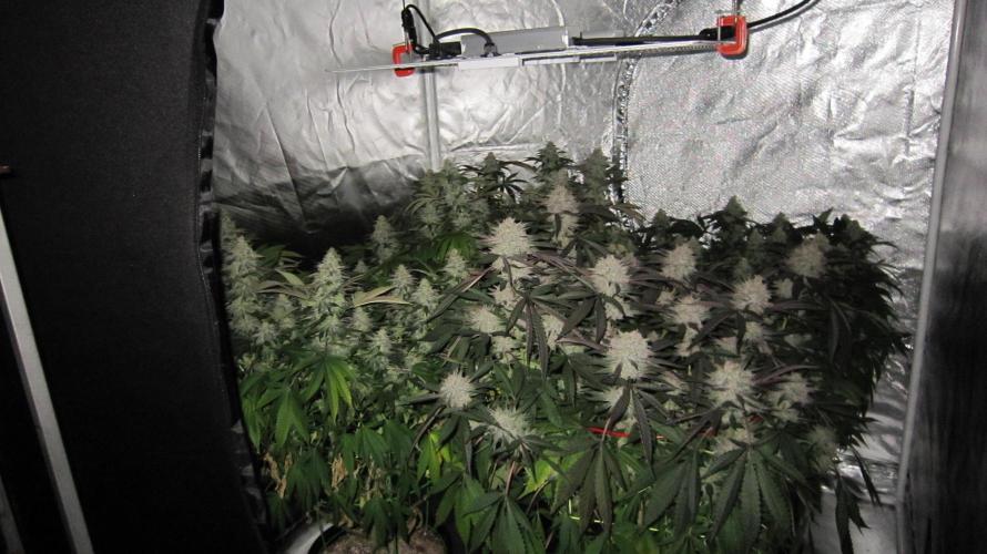 🍋 Lemon 🍊 Mandarin 😎 🤗 🤩. Week 20 - Lemon Mandarin - 3 Plants one to the left and 2 in the back