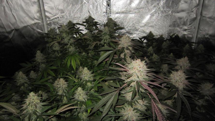 🍋 Lemon 🍊 Mandarin 😎 🤗 🤩. Week 20 - Group Shot. Hulk OG is front right. The rest are lemon Mandarin.