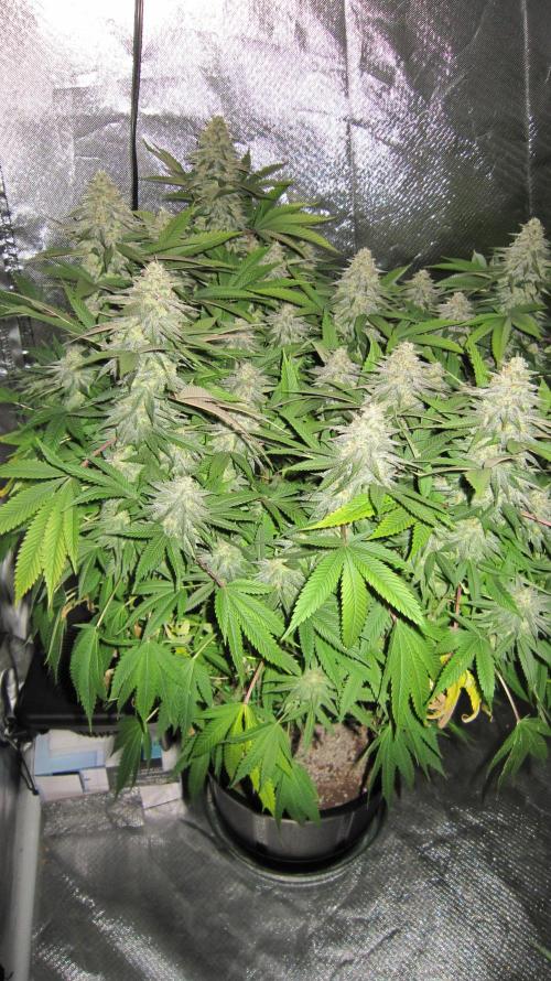 🍋 Lemon 🍊 Mandarin 😎 🤗 🤩. Week 20 - Plant #1