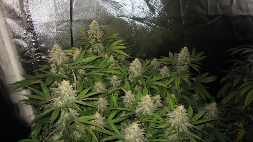 🍋 Lemon 🍊 Mandarin 😎 🤗 🤩. Week 20 - Plant #1