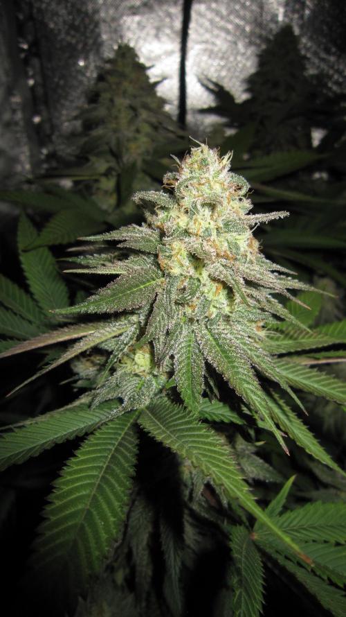 🍋 Lemon 🍊 Mandarin 😎 🤗 🤩. Week 20 - Plant #1