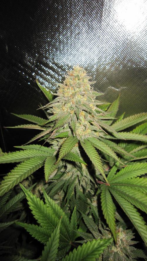 🍋 Lemon 🍊 Mandarin 😎 🤗 🤩. Week 20 - Plant #1