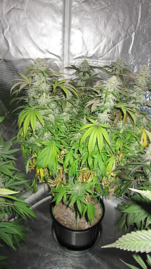 🍋 Lemon 🍊 Mandarin 😎 🤗 🤩. Week 20 - Plant #2