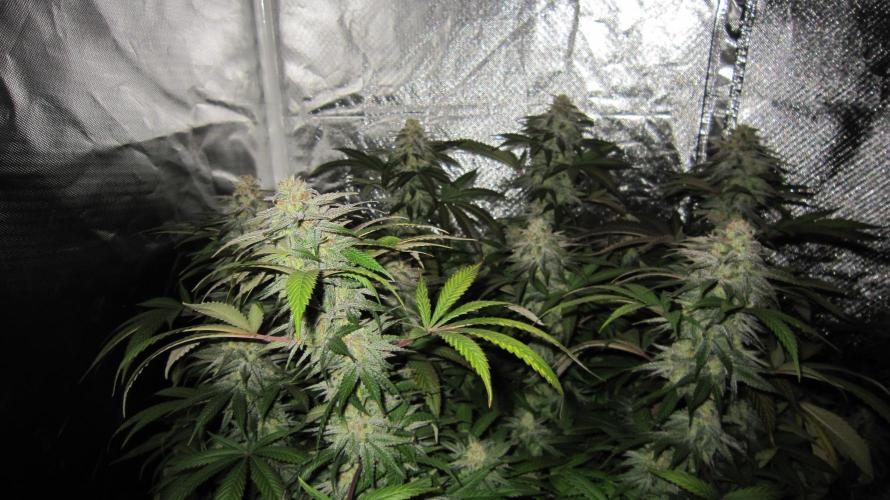 🍋 Lemon 🍊 Mandarin 😎 🤗 🤩. Week 20 - Plant #2