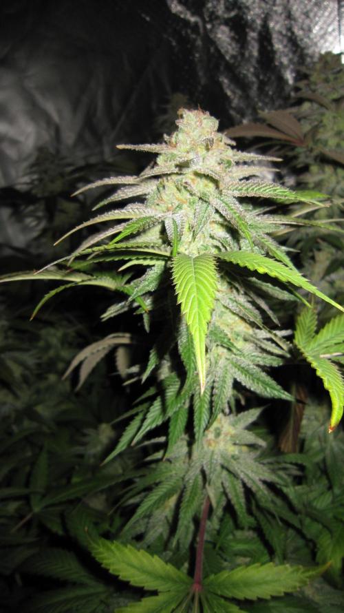 🍋 Lemon 🍊 Mandarin 😎 🤗 🤩. Week 20 - Plant #2