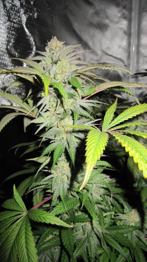 🍋 Lemon 🍊 Mandarin 😎 🤗 🤩. Week 20 - Plant #2