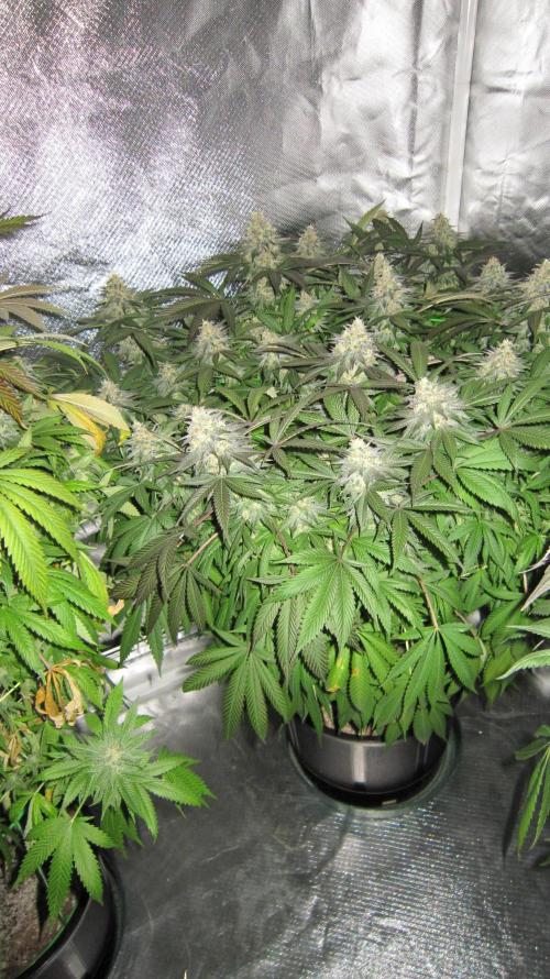 🍋 Lemon 🍊 Mandarin 😎 🤗 🤩. Week 20 - Plant #3