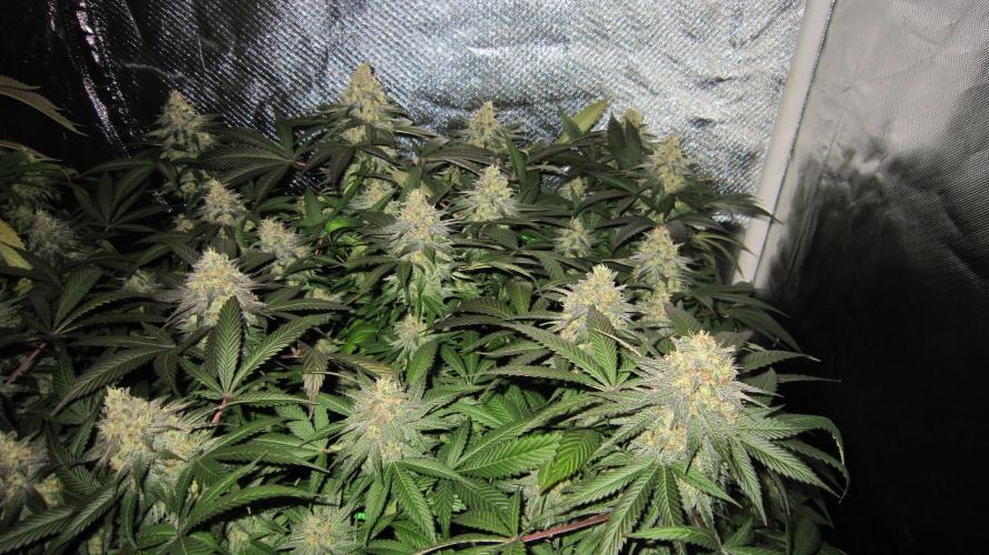 🍋 Lemon 🍊 Mandarin 😎 🤗 🤩. Week 20 - Plant #3