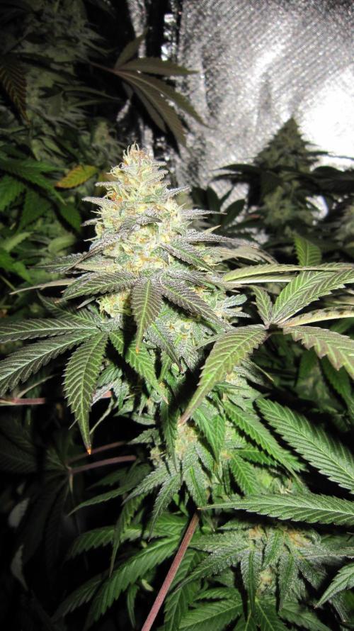 🍋 Lemon 🍊 Mandarin 😎 🤗 🤩. Week 20 - Plant #3