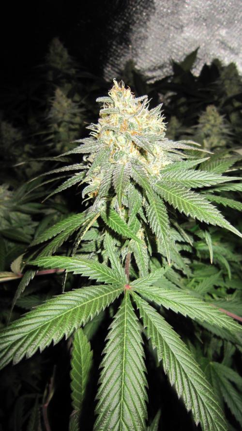 🍋 Lemon 🍊 Mandarin 😎 🤗 🤩. Week 20 - Plant #3