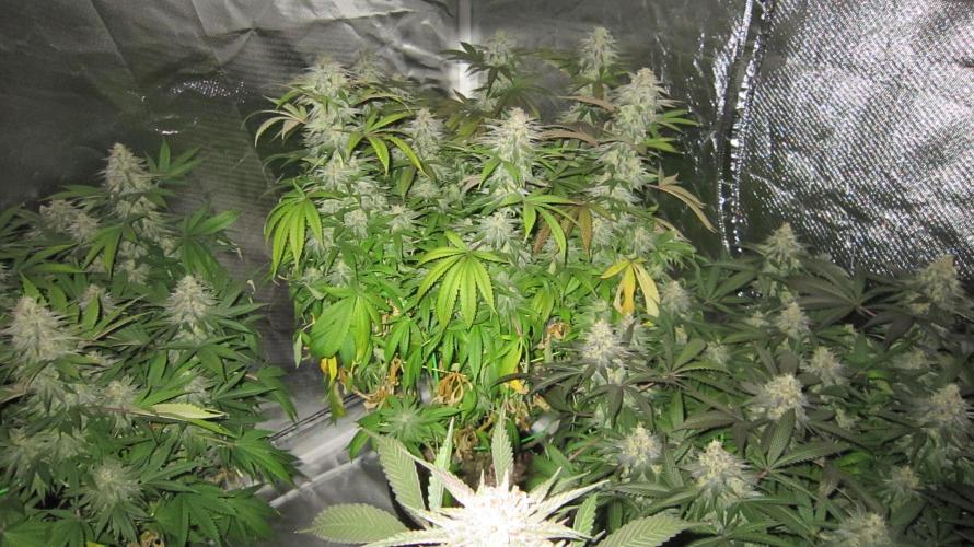 🍋 Lemon 🍊 Mandarin 😎 🤗 🤩. Week 20 - Plant #1 is left and Plant #3 is right. Hulk OG has 1 bud in front.