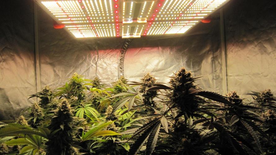 🍋 Lemon 🍊 Mandarin 😎 🤗 🤩. Week 20 - Spider Farmer Light SF-4000