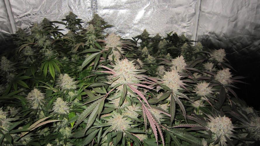 💪🔥⚡ Hulk OG - by IZI. Week 20 - Hulk OG - Right in front... on the Right