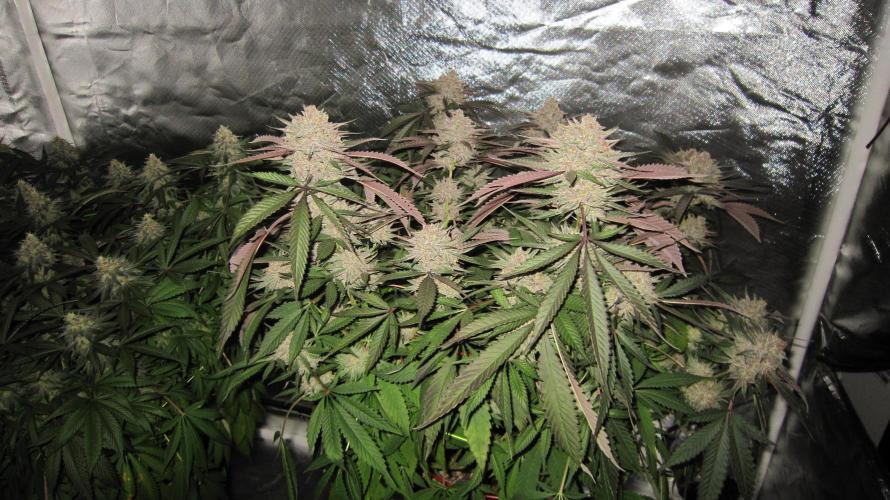 💪🔥⚡ Hulk OG - by IZI. Week 20 - Hulk OG