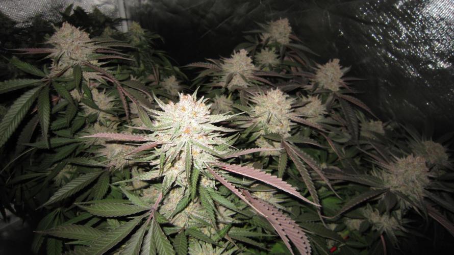 💪🔥⚡ Hulk OG - by IZI. Week 20 - Hulk OG