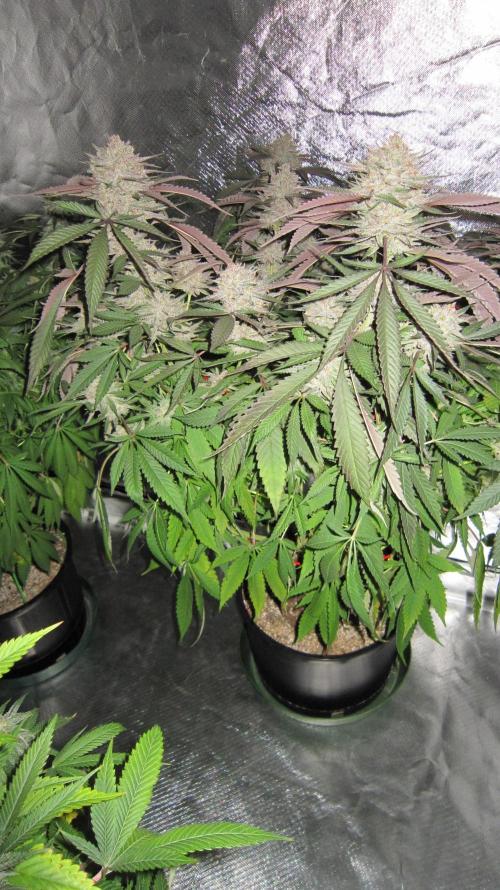 💪🔥⚡ Hulk OG - by IZI. Week 20 - Hulk OG