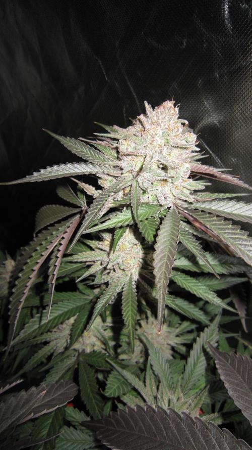 💪🔥⚡ Hulk OG - by IZI. Week 20 - Hulk OG
