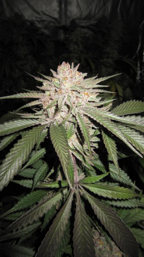 💪🔥⚡ Hulk OG - by IZI. Week 20 - Hulk OG