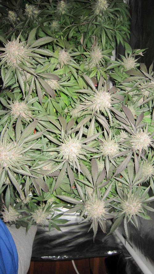 💪🔥⚡ Hulk OG - by IZI. Week 20 - Hulk OG