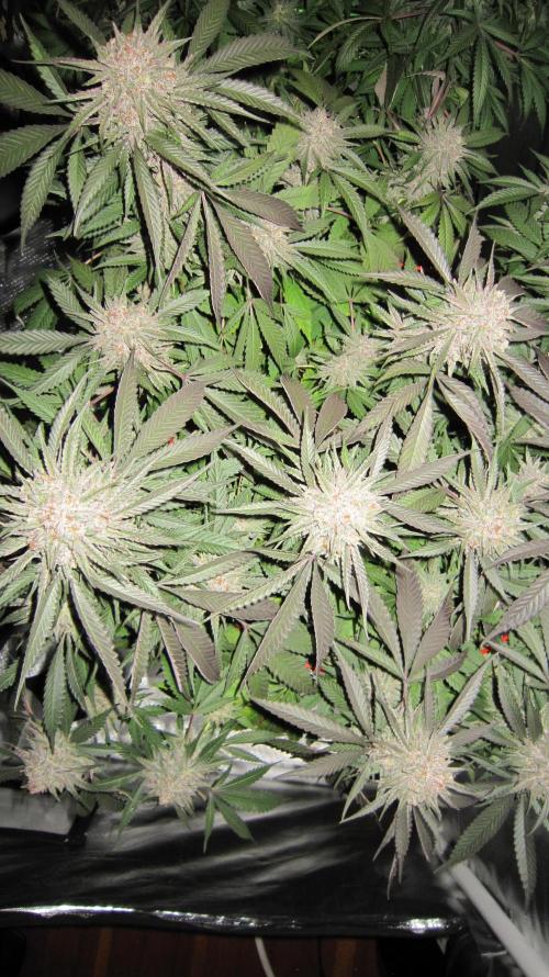 💪🔥⚡ Hulk OG - by IZI. Week 20 - Hulk OG