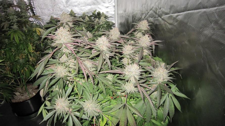 💪🔥⚡ Hulk OG - by IZI. Week 20 - Hulk OG