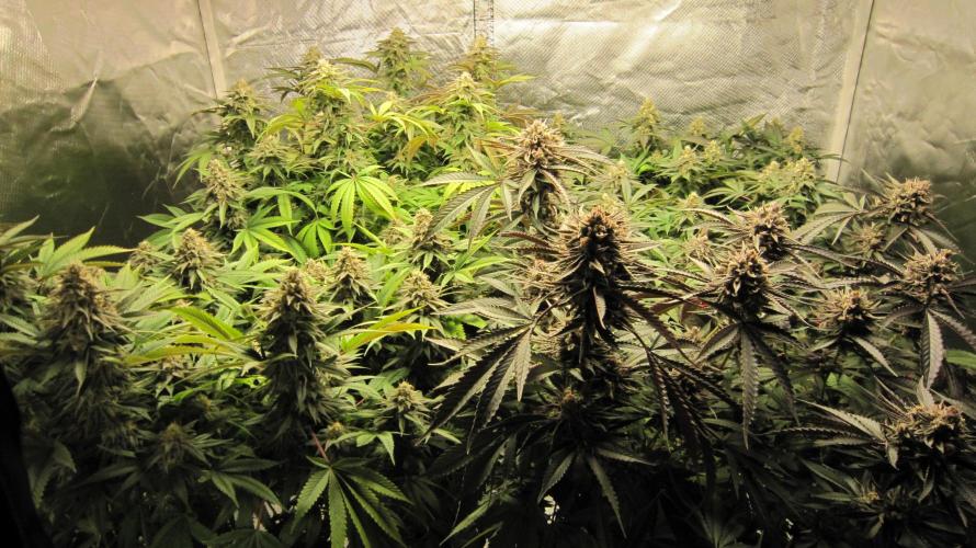 💪🔥⚡ Hulk OG - by IZI. Week 20 - Hulk OG is in the Front