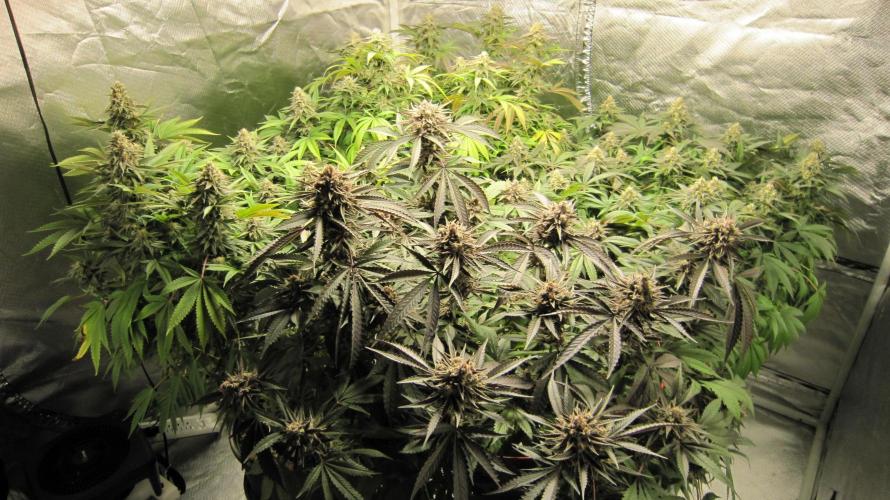 💪🔥⚡ Hulk OG - by IZI. Week 20 - Hulk OG is in the front.