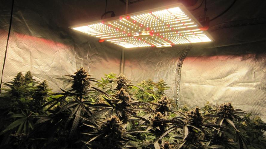 💪🔥⚡ Hulk OG - by IZI. Week 20 - Spider Farmer Light SF-4000