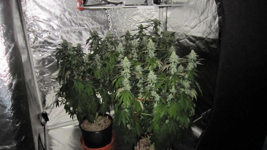 Gelatdos Jabb... My crossing.. Week 19 - Gelatdos Jabb - 3 females from reg seeds.