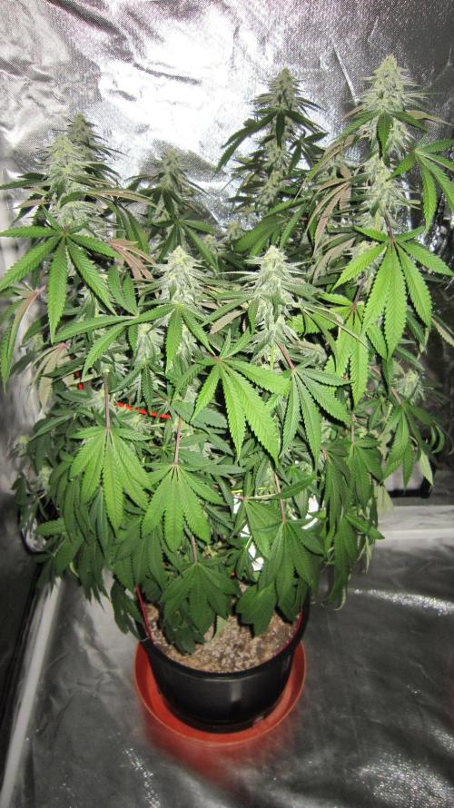 Gelatdos Jabb... My crossing.. Week 19 - Plant #1