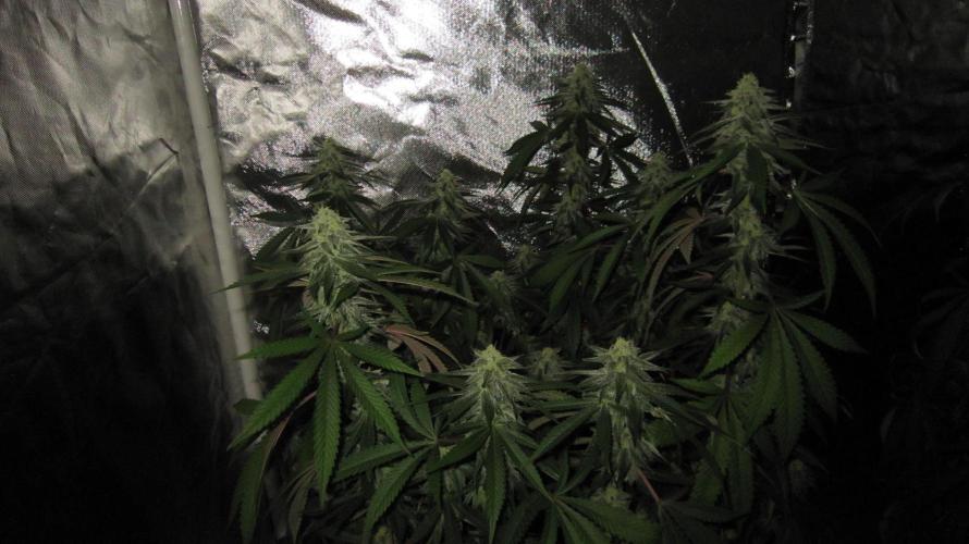 Gelatdos Jabb... My crossing.. Week 19 - Plant #1