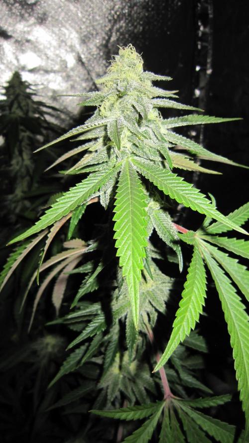 Gelatdos Jabb... My crossing.. Week 19 - Plant #1