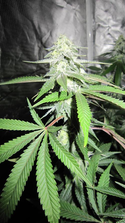 Gelatdos Jabb... My crossing.. Week 19 - Plant #1