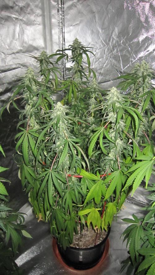 Gelatdos Jabb... My crossing.. Week 19 - Plant #2
