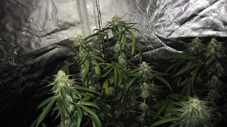 Gelatdos Jabb... My crossing.. Week 19 - Plant #2